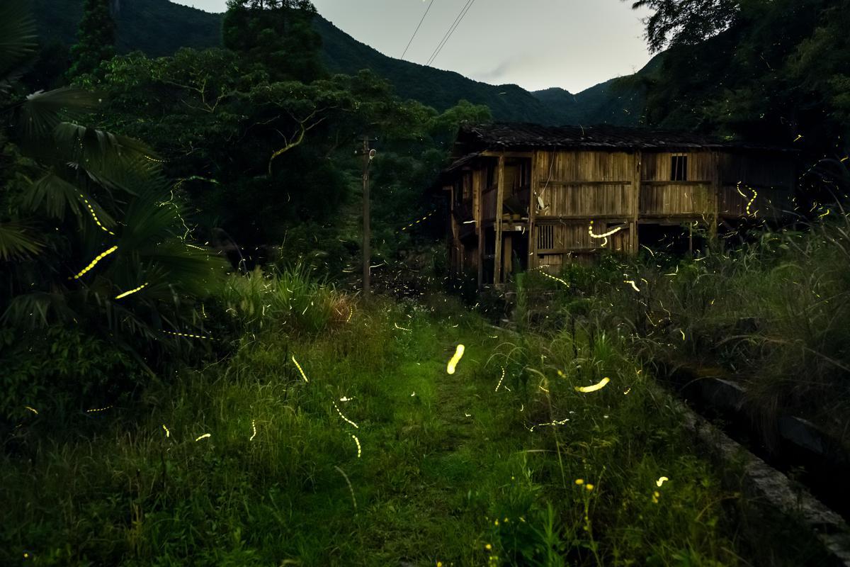 Firefly season draws nocturnal nature lovers to China’s Fujian
