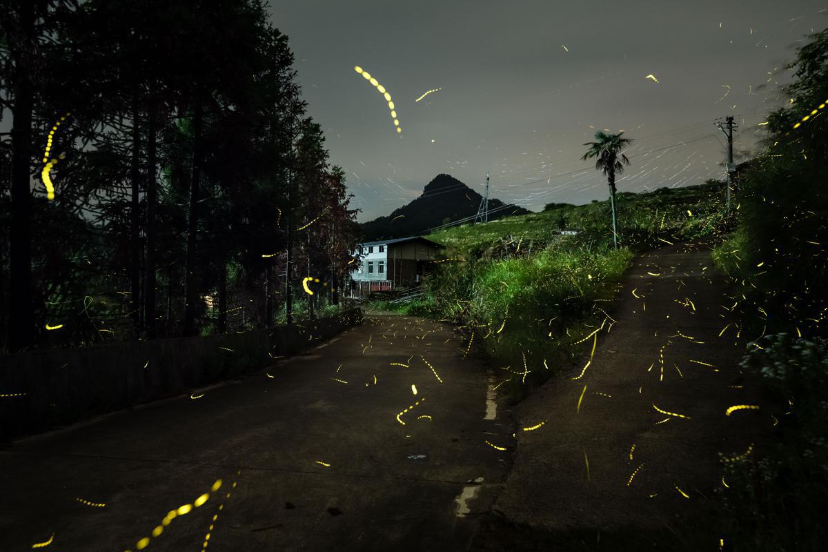 Firefly season draws nocturnal nature lovers to China’s Fujian