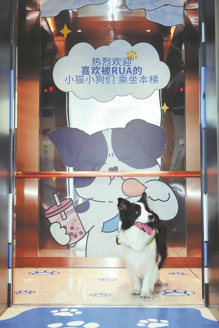 'Pet' major launched in China as demand surges