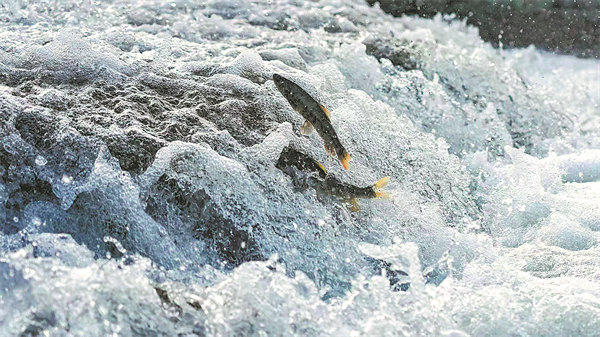 Conservation lifts delicate ecosystem of China’s Qinghai province