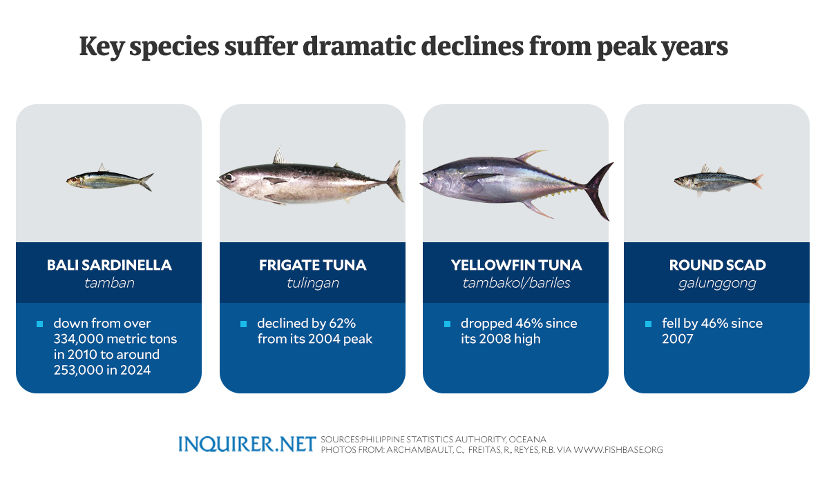 Illegal fishing, overfishing push Philippine fish stocks to historic lows: advocacy group