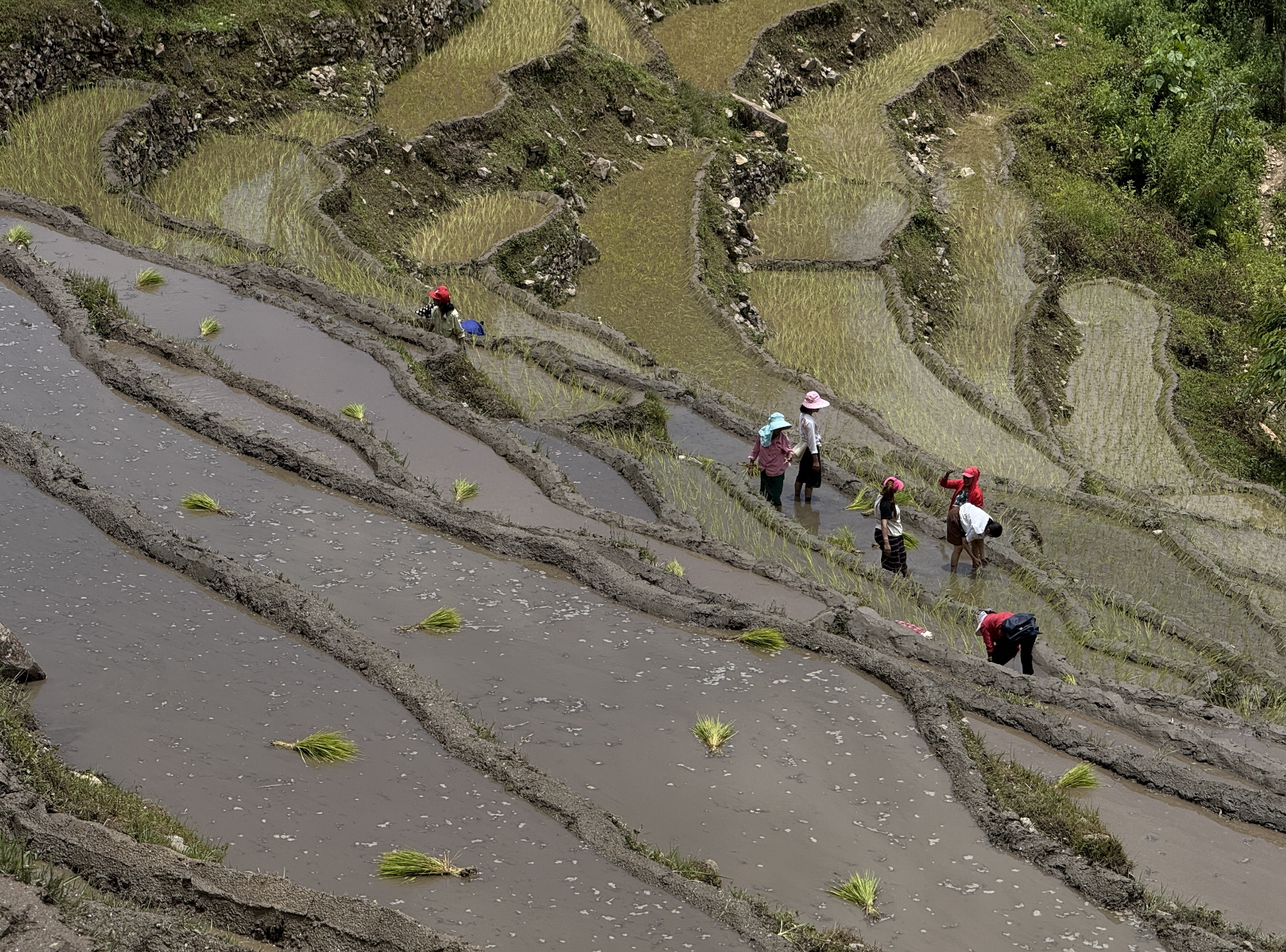 In Bhutan, fewer hands in field over the years, rice production in steep decline