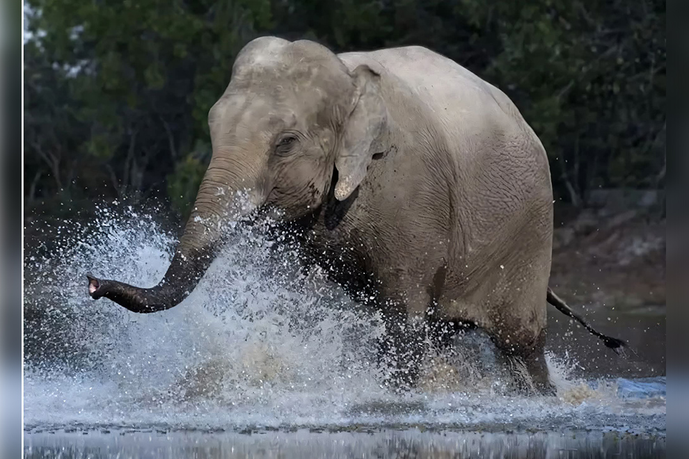 Happy Elephant Day! Conservationists call for more protections of wild population