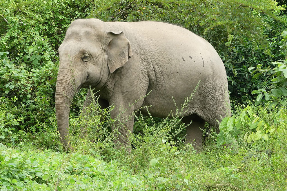 Happy Elephant Day! Conservationists call for more protections of wild population