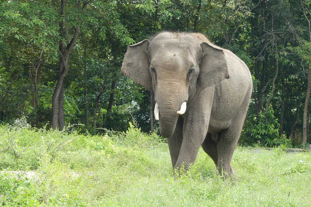 Happy Elephant Day! Conservationists call for more protections of wild population