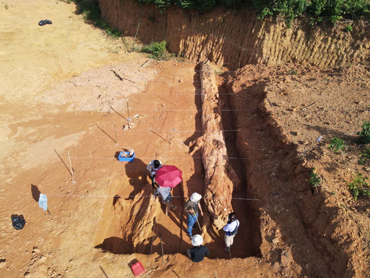 Million-year-old fossilised tree unearthed in Cambodia for study and eco-tourism development