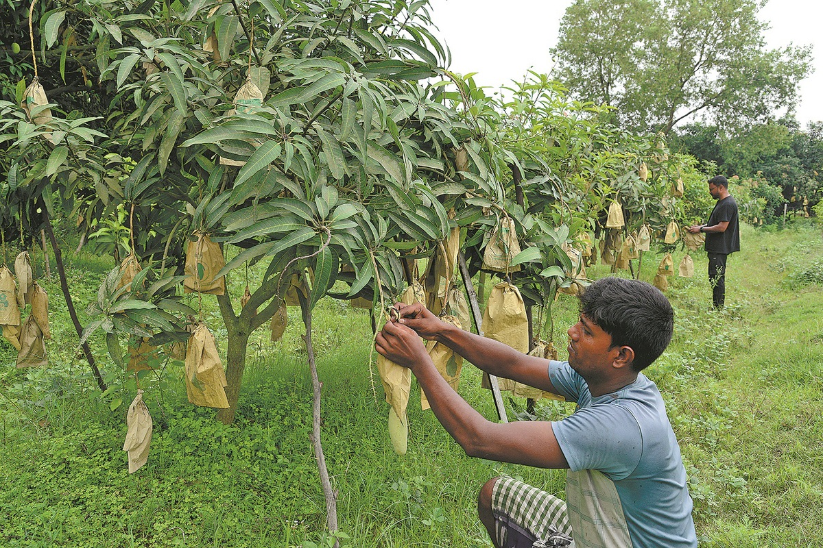 Mangoes sweeten trade ties between China, Bangladesh