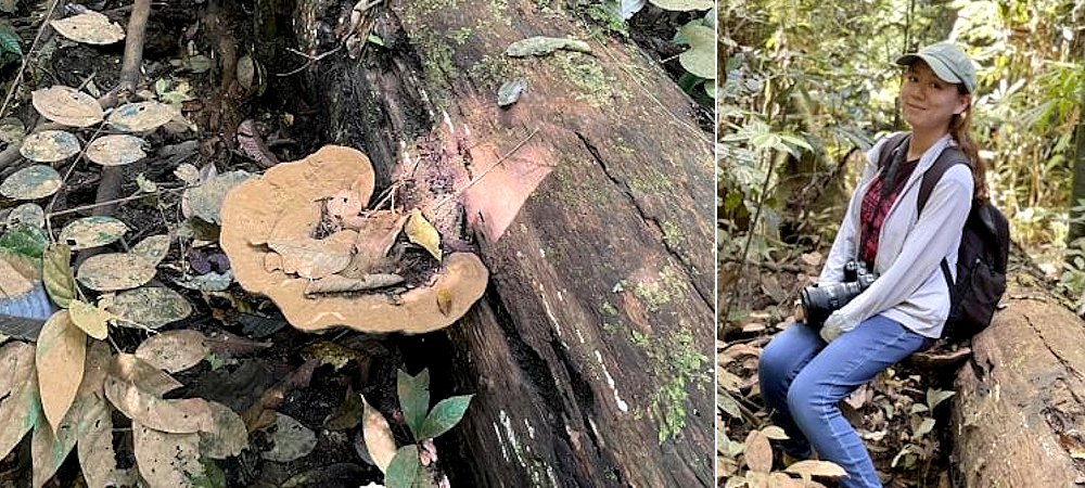 Malaysia’s tiger omens and the ‘tenong’ taboo