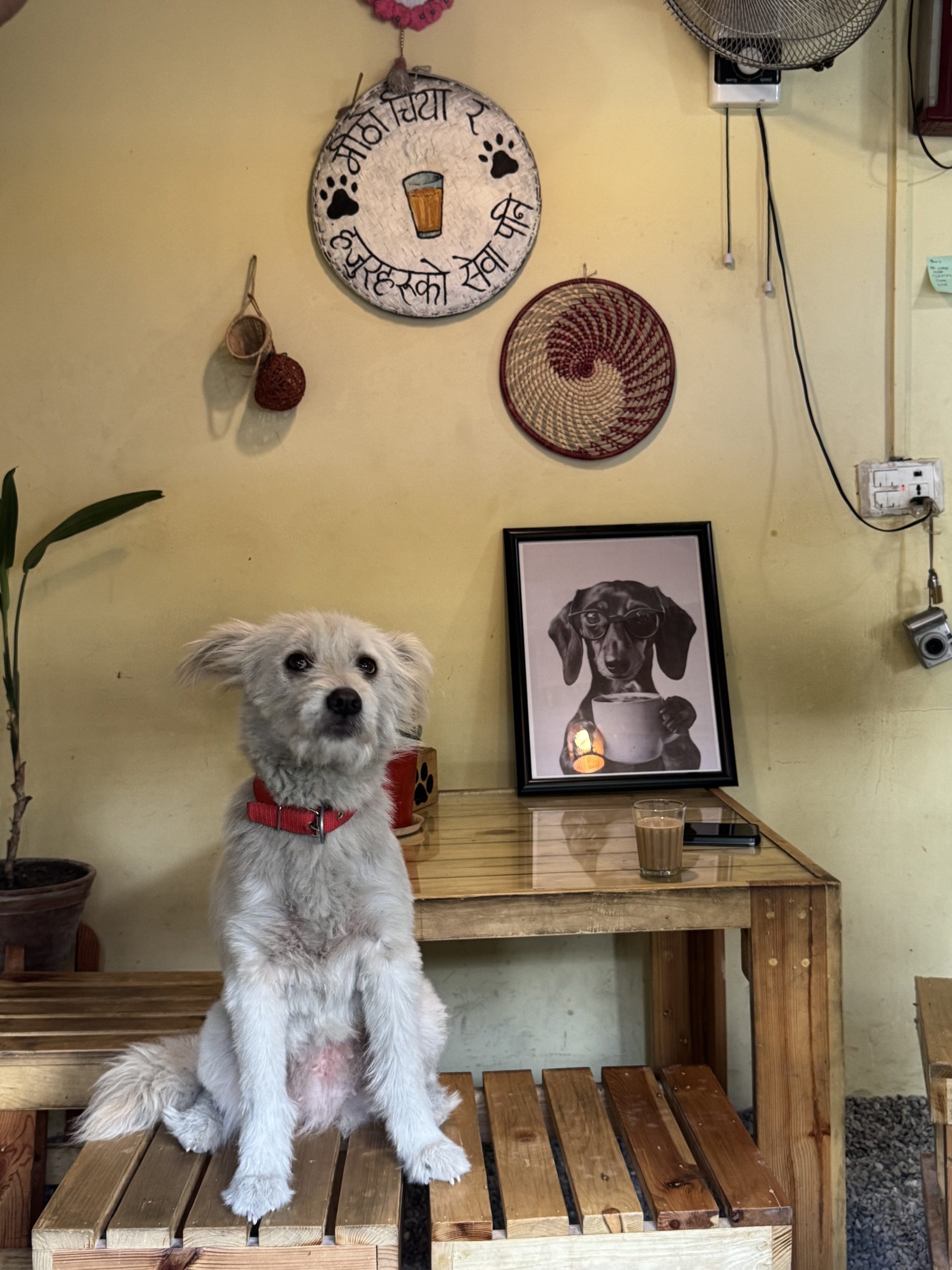 How a teashop is funding dog rescues across Nepal