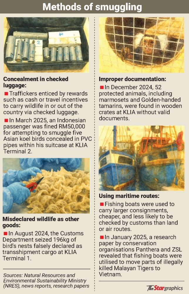 Malaysia steps up action against smuggling of wildlife in passenger luggage between Southeast Asia, India