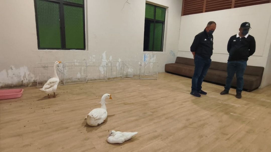 QuickCheck: Was a Malaysia restaurant ordered shut for operating as an indoor zoo?