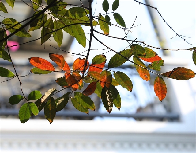 Hanoi among best places to see beautiful autumn foliage in Asia: Time Out