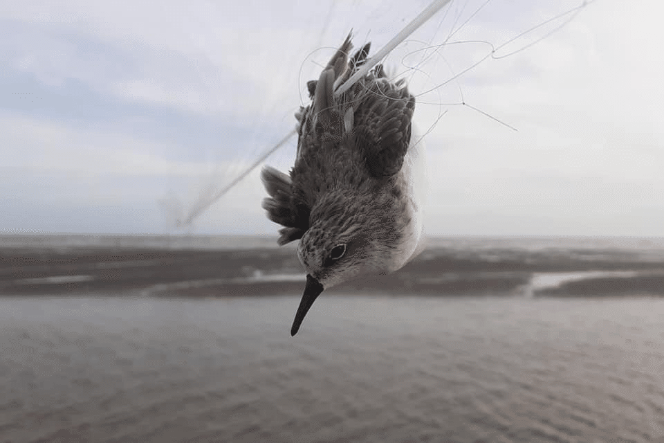Fewer migratory birds stop in Singapore as thousands get killed in nets, hunting in China