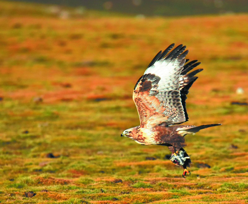 Animals get a second chance at life at rescue centre in northwest China