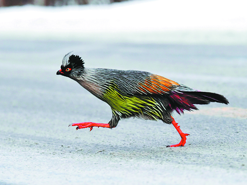 Animals get a second chance at life at rescue centre in northwest China