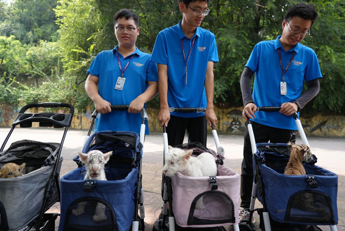 Tiger and lion cubs debut at park event in China’s Chongqing