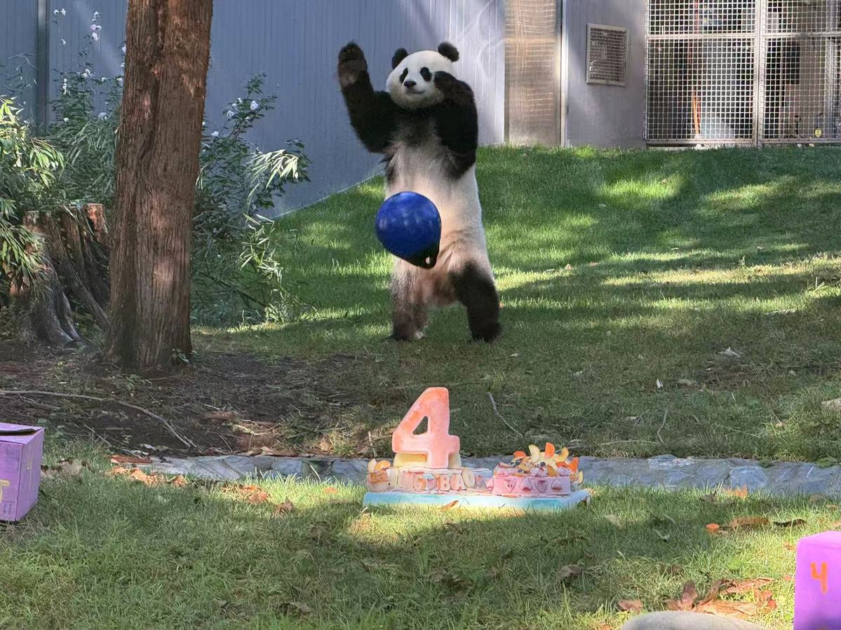 Qing Bao's 4th birthday party warms hearts at Washington zoo