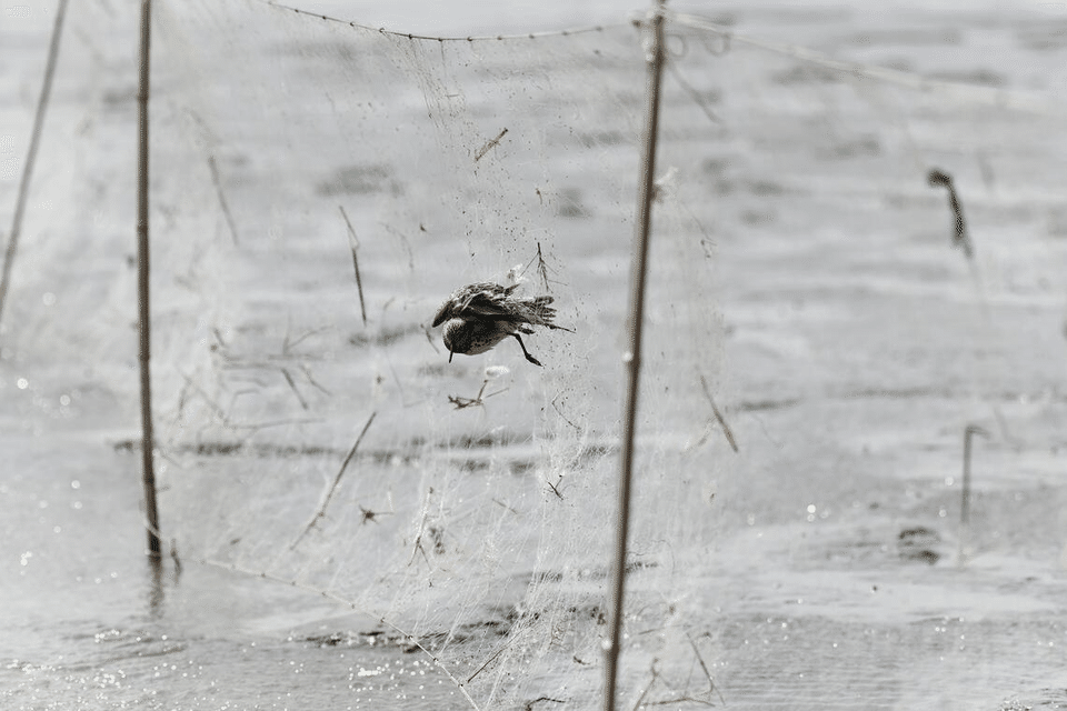 Fewer migratory birds stop in Singapore as thousands get killed in nets, hunting in China