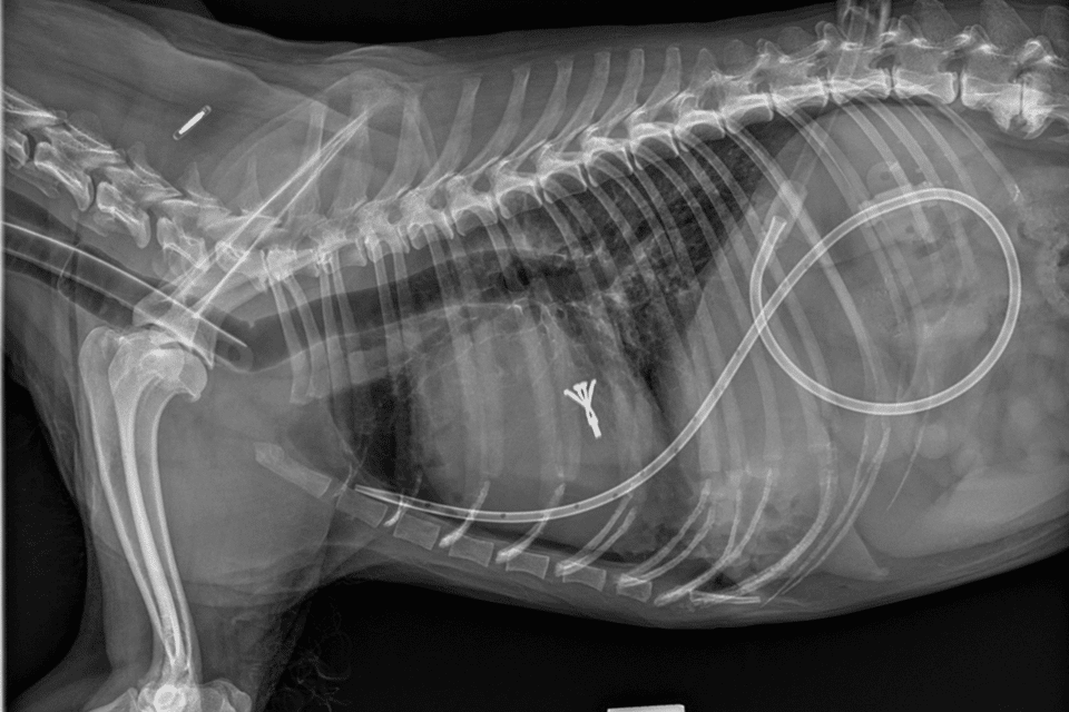 Minimally invasive surgery offers hope for older dogs with heart valve disease in Singapore