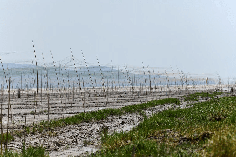Fewer migratory birds stop in Singapore as thousands get killed in nets, hunting in China