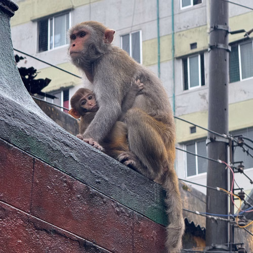 The last monkeys of a historic medicine factory in Old Dhaka