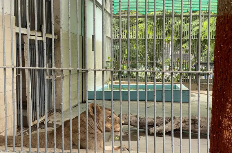 The Karachi zoo is proof that man is the cruelest animal