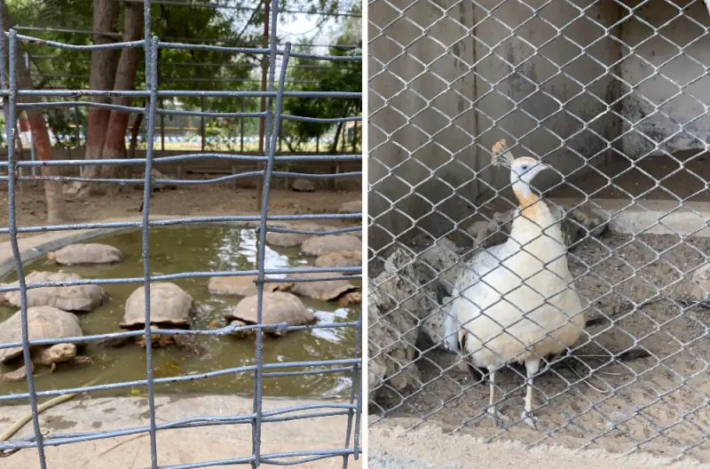 The Karachi zoo is proof that man is the cruelest animal