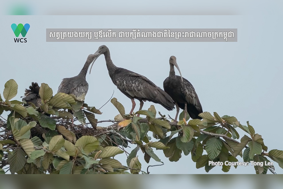 Three giant ibis chicks hatched in Cambodia’s Keo Seima during ’25 season