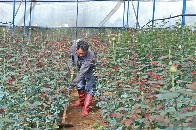 High-tech rose farming helps alleviate poverty in Vietnam’s Lam Dong
