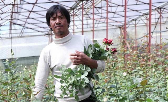 High-tech rose farming helps alleviate poverty in Vietnam’s Lam Dong