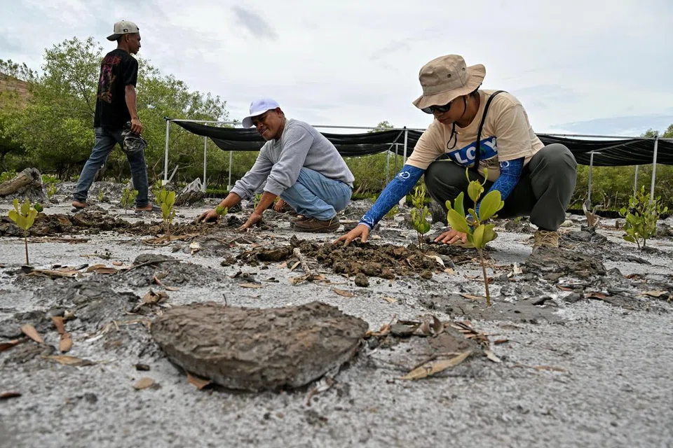 Mangrove species from Timor-Leste to make Singapore debut in Bay East Garden from 2027