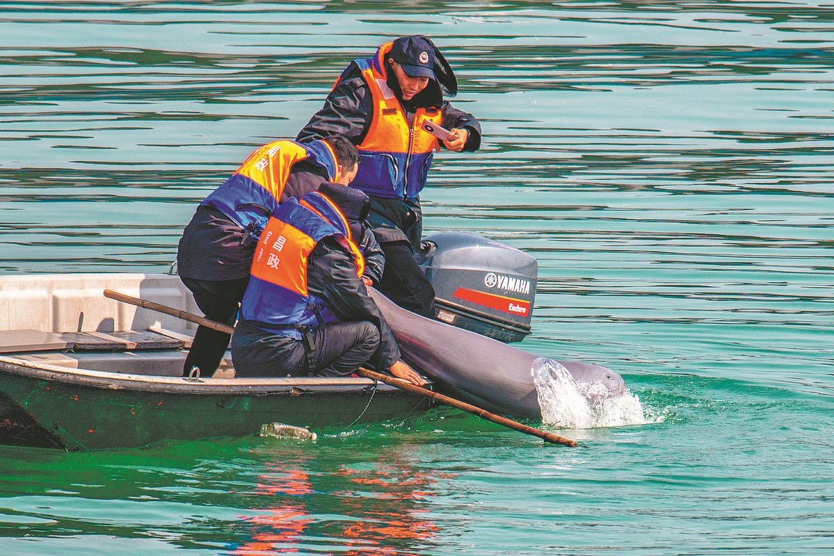 China’s endangered Yangtze finless porpoise swims back from the brink