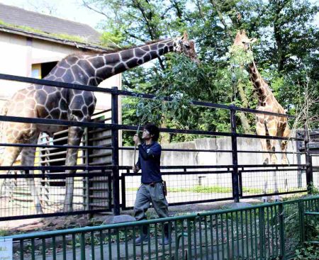 Japanese zoos make compost from animals’ droppings, sell product to local farmers