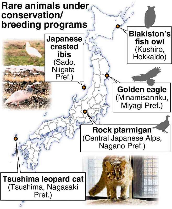 Once extinct in Japan, Oriental White Storks steadily breeding amid nationwide efforts
