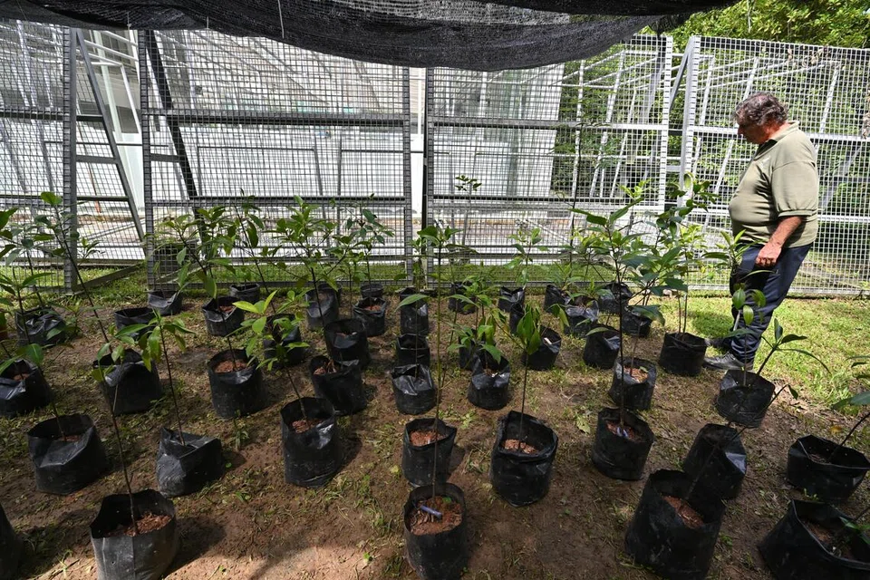 Mangrove species from Timor-Leste to make Singapore debut in Bay East Garden from 2027