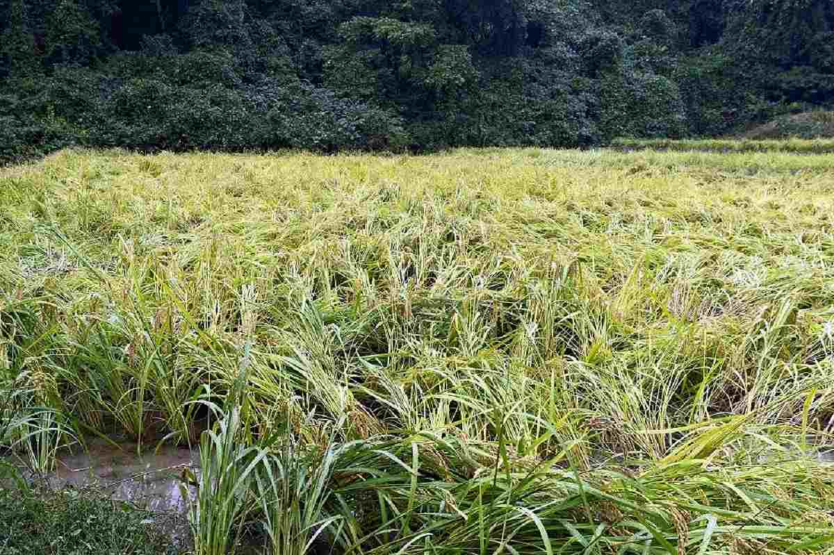 Retired female Japanese nurse becomes hunter to help people, protect crops from wild animals