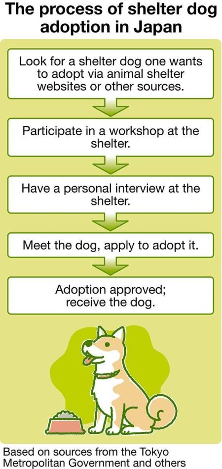 Japan’s shelter dogs bring energy to middle-aged life