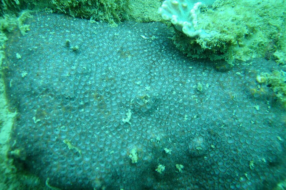 From spiky branches to dome-shaped: How corals in Singapore have evolved over 70 years