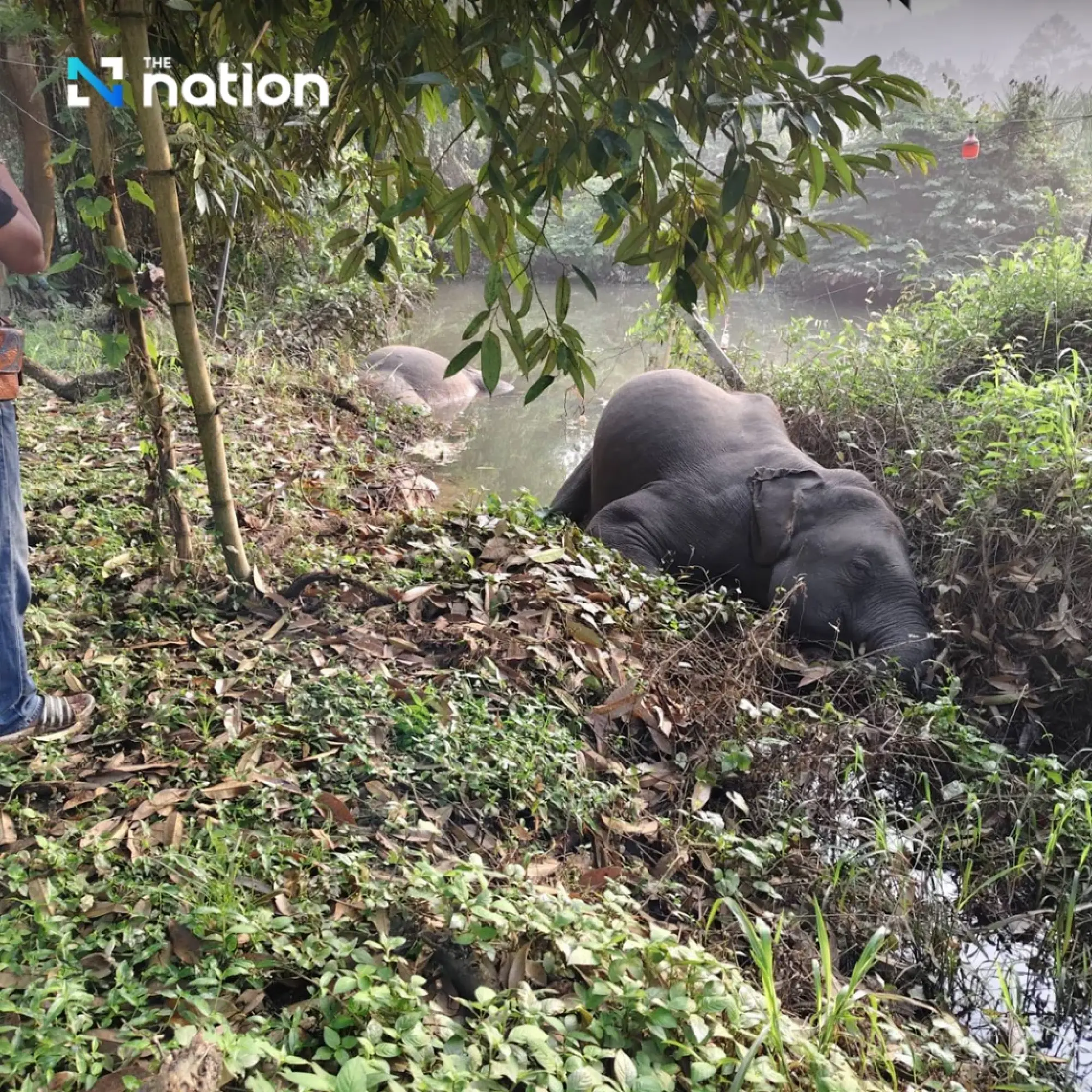 Heartbreaking tragedy as three wild elephants found dead from electrocution in Thai fruit orchard