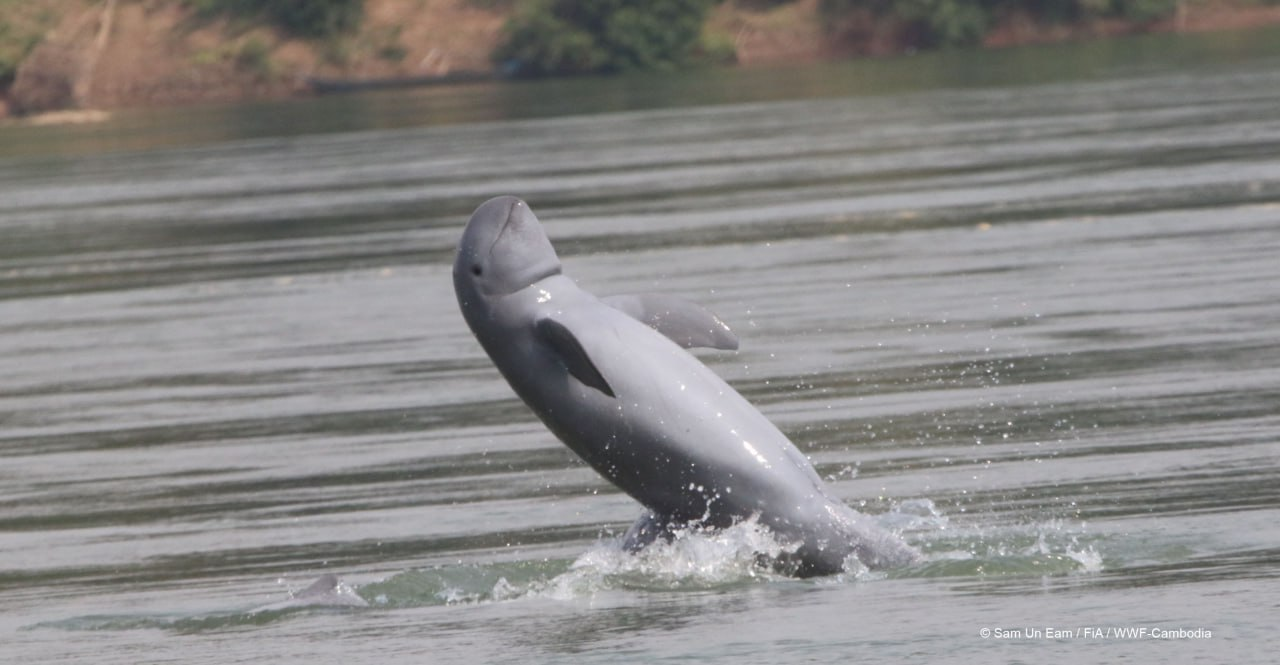 Conservationists celebrate first dolphin death-free year in Cambodia in over two decades