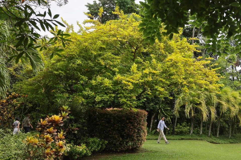 From Vanuatu to Australia, and then Yishun: The yellow plant giving Singapore fall colours all year
