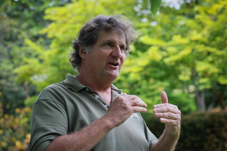 From Vanuatu to Australia, and then Yishun: The yellow plant giving Singapore fall colours all year