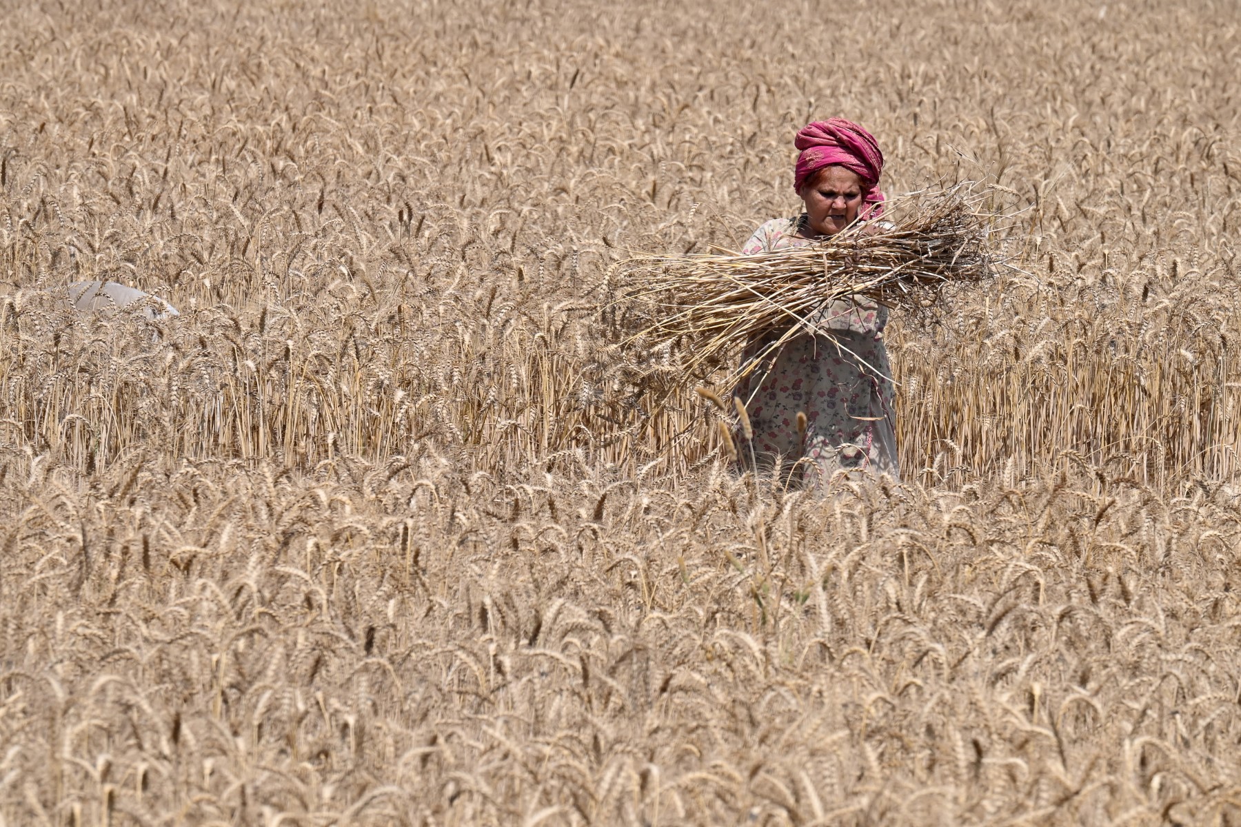 Seven lean years? Pakistan's agricultural crisis revealed - Asia News  NetworkAsia News Network