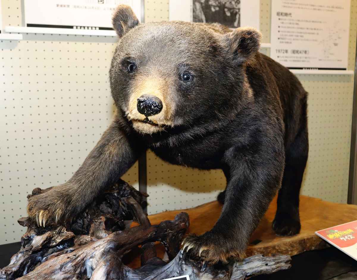 Japan’s bear attacks: Workshop held on coexistence with endangered Asian black bears in Shikoku