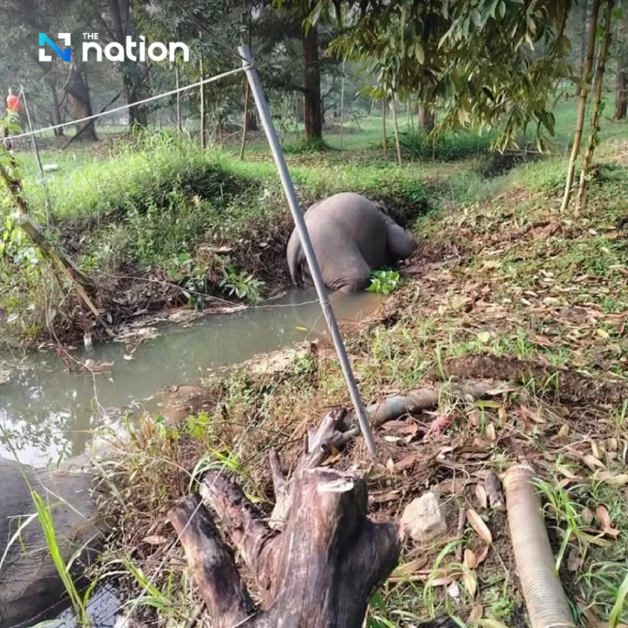 Heartbreaking tragedy as three wild elephants found dead from electrocution in Thai fruit orchard