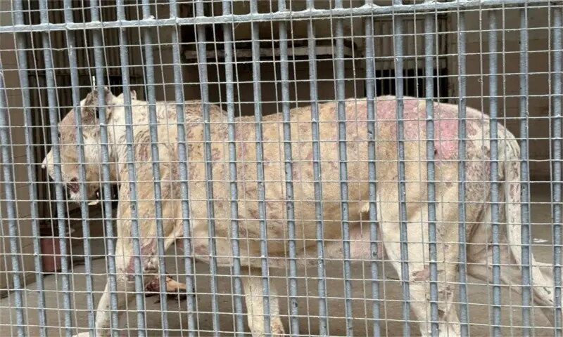 Rano the bear’s injuries, psychological trauma are microcosm of suffering endured by animals at Karachi Zoo