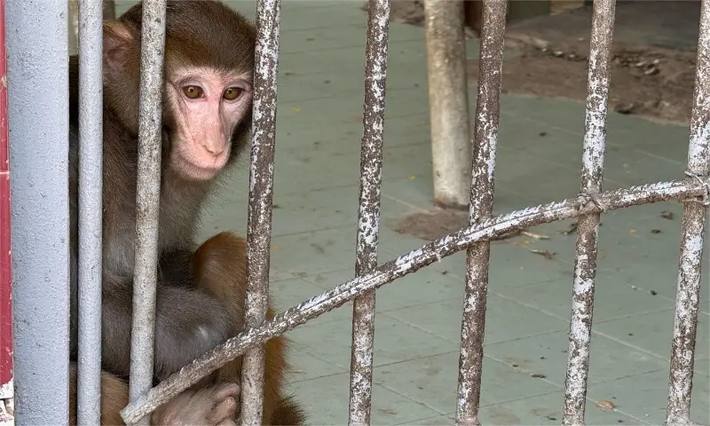 Rano the bear’s injuries, psychological trauma are microcosm of suffering endured by animals at Karachi Zoo
