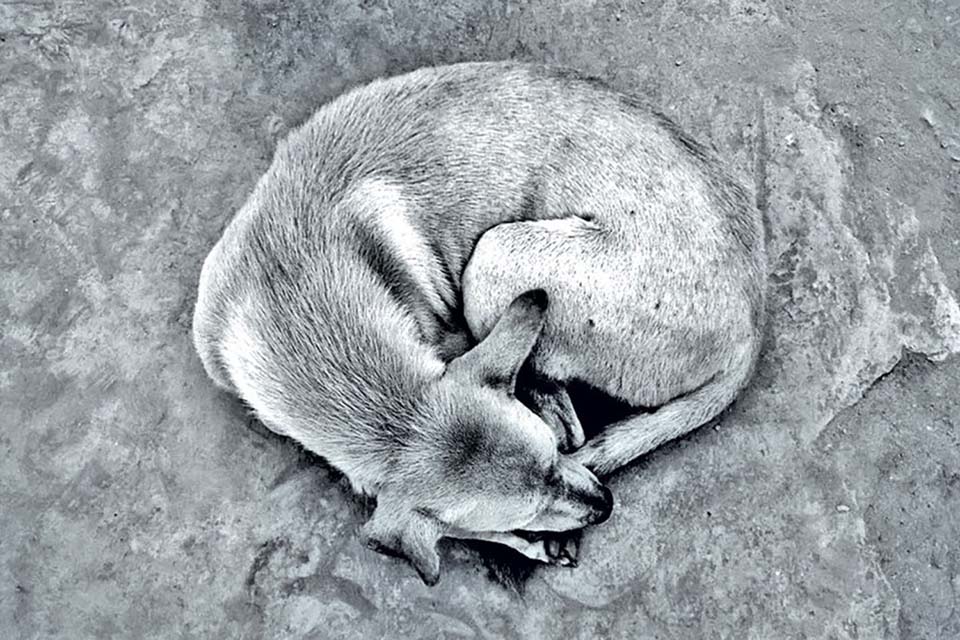 A grieving street dog in Bangladesh and reflections on environmental humanities