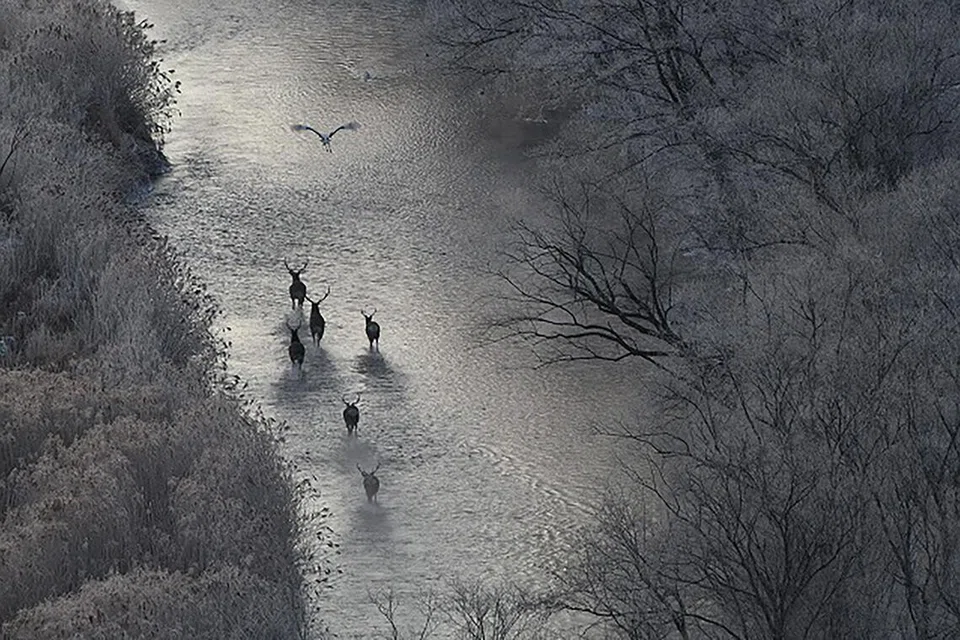 Wildlife welfare comes first, says Japanese award-winning photographer