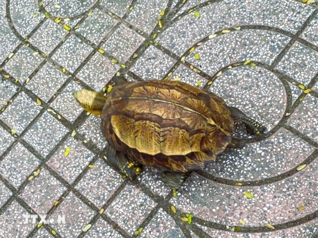 Endangered Indochinese box turtle released back into Vietnamese nature reserve